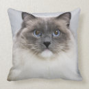 Suche nach ragdoll kissen Niedliche katzen