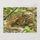 Suche nach wild lebende tiere postkarten Wald