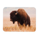 Suche nach bison magnete Braun