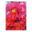 Recherche de muflier Fleur