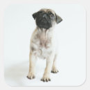 Suche nach pug aufkleber Mops
