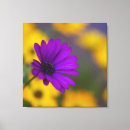 Recherche de fleurs marguerite gerbera art Jardin
