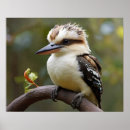 Suche nach kookaburra poster Lachen