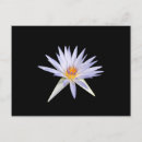 Suche nach exotische blumen postkarten Schön