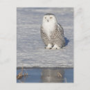 Suche nach schneeeulen postkarten Tierwelt