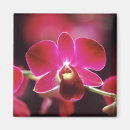 Suche nach rosa orchidee magnete Blüte