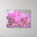 Suche nach rosa orchidee leinwandbilder Fotografie
