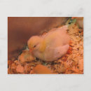 Suche nach küken postkarten Huhn