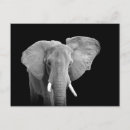 Suche nach weißer elefant postkarten Foto