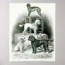 Suche nach whippet poster Hund