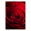 Suche nach aroma postkarten Blüte