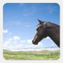 Suche nach pferdebilder aufkleber Pferdefotos