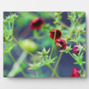 Suche nach insekten fotoplatten Biene