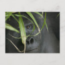 Suche nach uganda postkarten Wildtiere