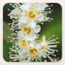Suche nach pistil Flora
