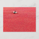 Suche nach cranberries postkarten Massachusetts