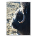 Recherche de yaks cartes postales Sauvage