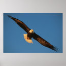 Suche nach raubvogel poster Adler