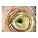 Suche nach ranunculus poster Frisch