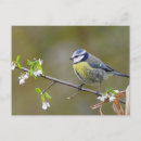 Recherche de branche fleurs cerisier posters Bleu