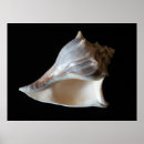 Recherche de coquilles art Toile