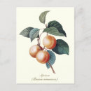 Recherche de abricot cartes postales Orange