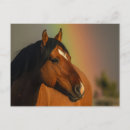 Recherche de étalon cartes postales Cheval sauvage