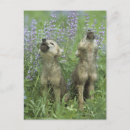 Suche nach heulen Tierwelt