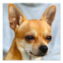 Suche nach kleiner hund poster Baby