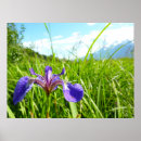 Suche nach iris poster Foto