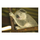 Suche nach australien reise poster Brisbane