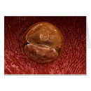 Suche nach embryo postkarten Entwicklung