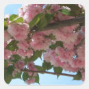 Suche nach kirschbäume aufkleber Blume