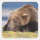 Suche nach ursus aufkleber Fleischfresser