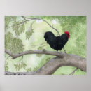Recherche de basse cour posters Animal