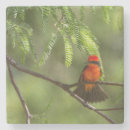 Suche nach roter vogel untersetzer Vogelbeobachter