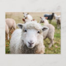 Suche nach niedliche schafe postkarten Lamm