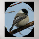 Suche nach wintervögel poster Singvögel