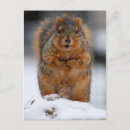 Suche nach niedliches eichhörnchen postkarten Hallo