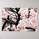 Recherche de cerisier japonais posters Nature