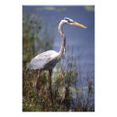 Recherche de oiseaux aquatiques Animal
