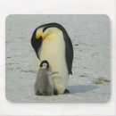 Suche nach baby pinguin mousepads Natur