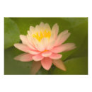 Recherche de union posters Rose