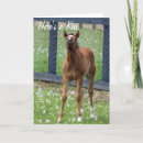 Suche nach horse birthday karten Haustiere