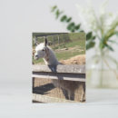 Suche nach alpaca poster Foto