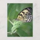 Recherche de papillon girly cartes postales Nature