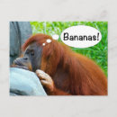 Recherche de singes drôles cartes postales Unique