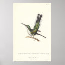 Suche nach vogelkunde poster Kolibri