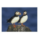 Recherche de atlantique posters Faune