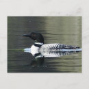 Recherche de oiseaux de montagne cartes postales Montana